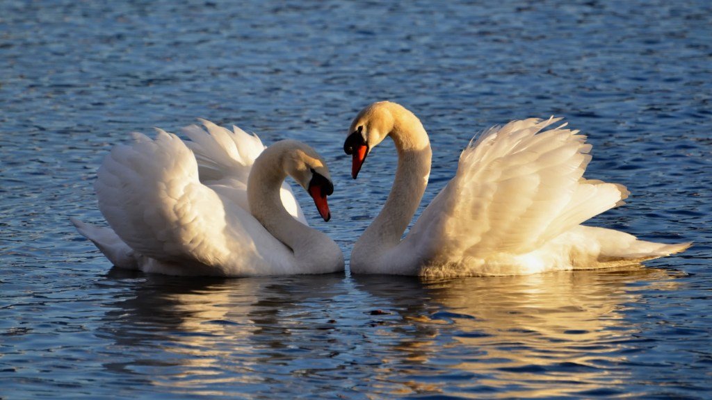4 Zodiac Duos Who Are Love Matches for Life (Like Swans)